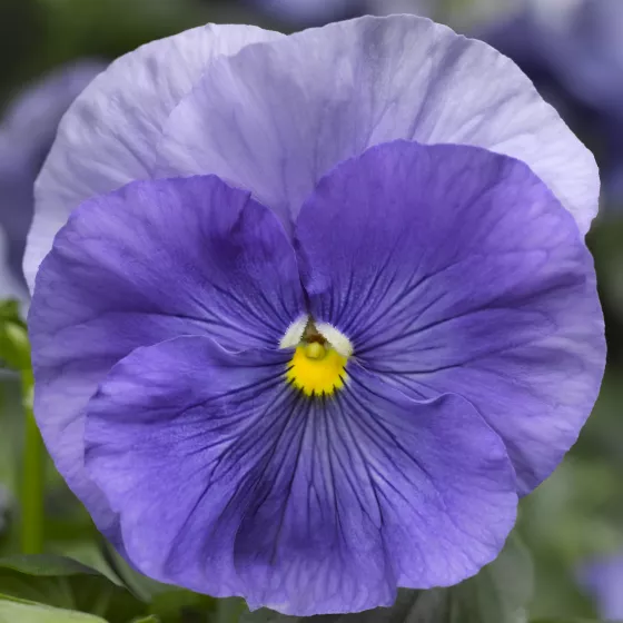 Delta™ Pro Clear Light Blue | Syngenta Flowers