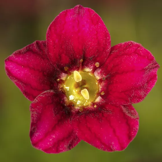 Alpino™ Early Deep Red