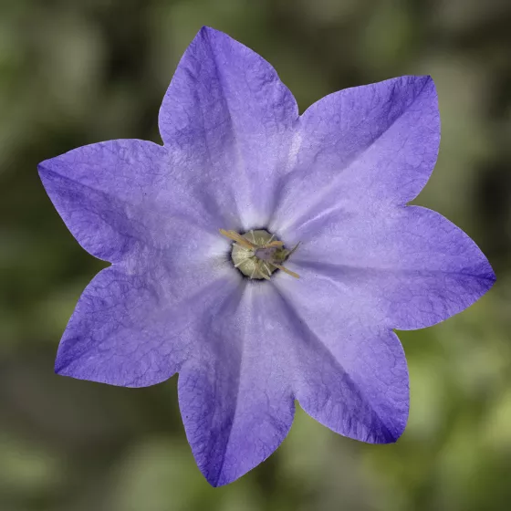 Cariboo™ Blue