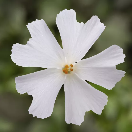 GoldiPhlox™ White