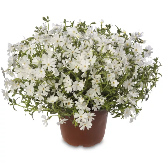 GoldiPhlox™ White