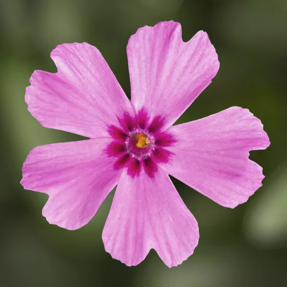 GoldiPhlox™ Cherry