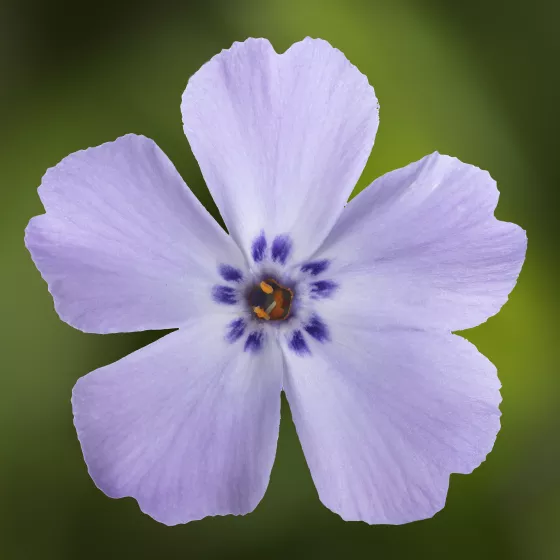 GoldiPhlox™ Lavender Eye
