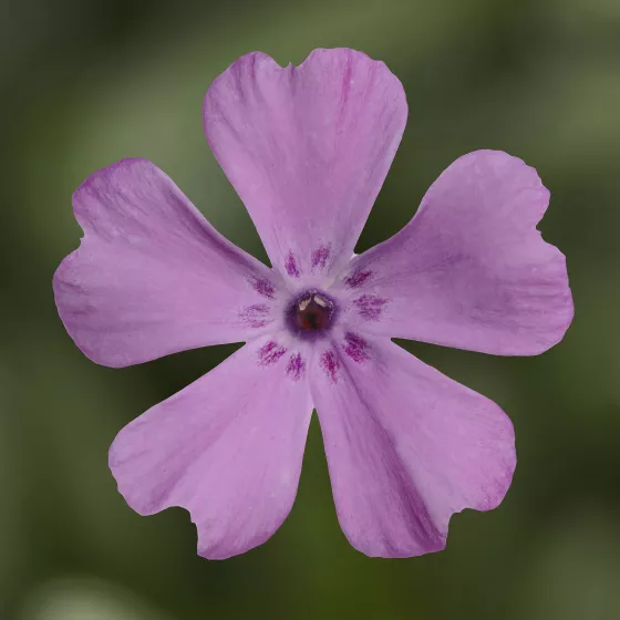 GoldiPhlox™ Rose