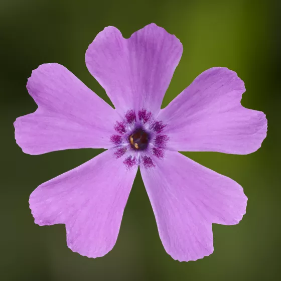 GoldiPhlox™ Pink