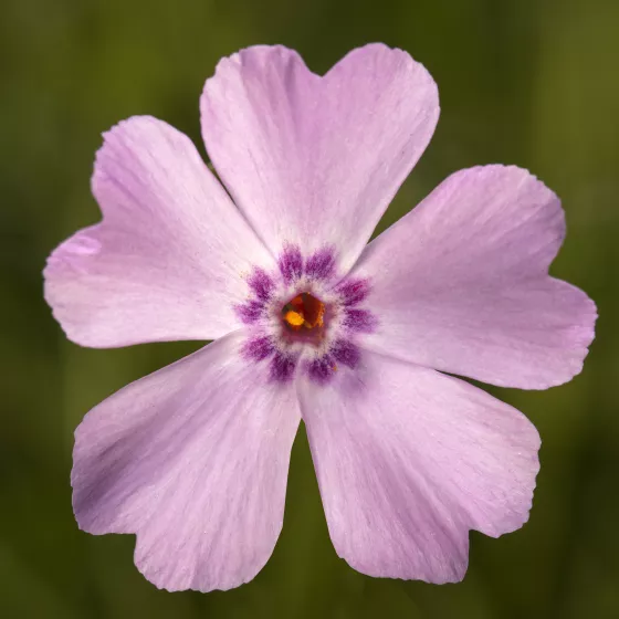 GoldiPhlox™ Light Pink