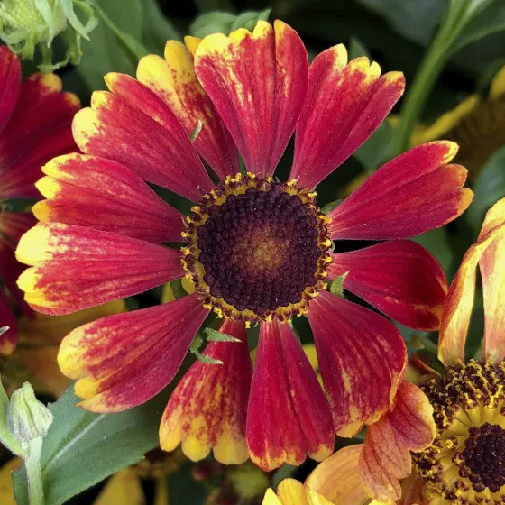 HayDay™ Red Bicolor