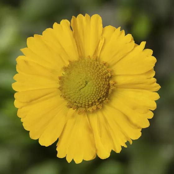 HayDay™ Yellow