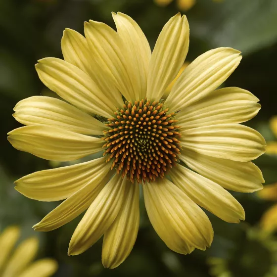 Prairie Blaze™ Golden Yellow
