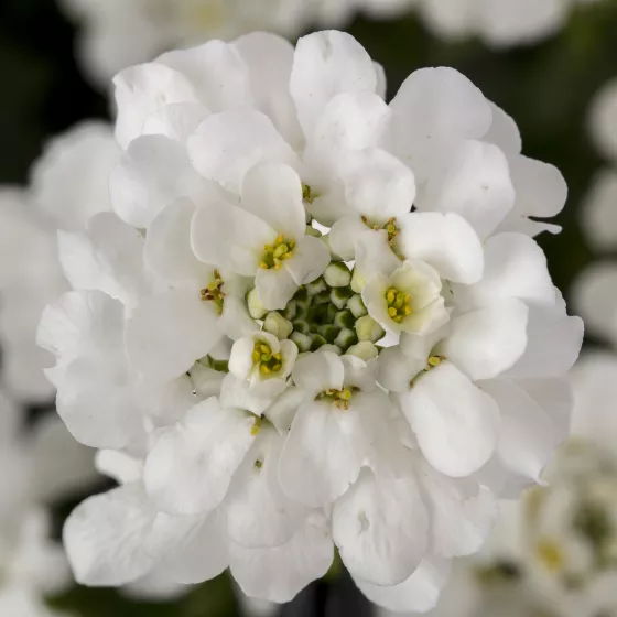t*e様 トリーヴァスノーフェアリー Snowsurfer™ Forte | Syngenta Flowers