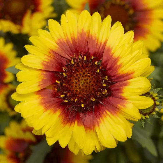 Sunrita® Yellow Red Ring