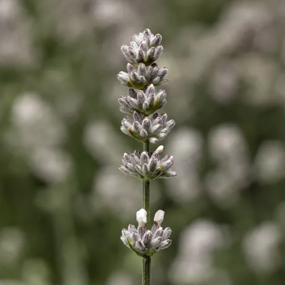 Vintro™ White