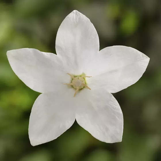 Twinkle™ White