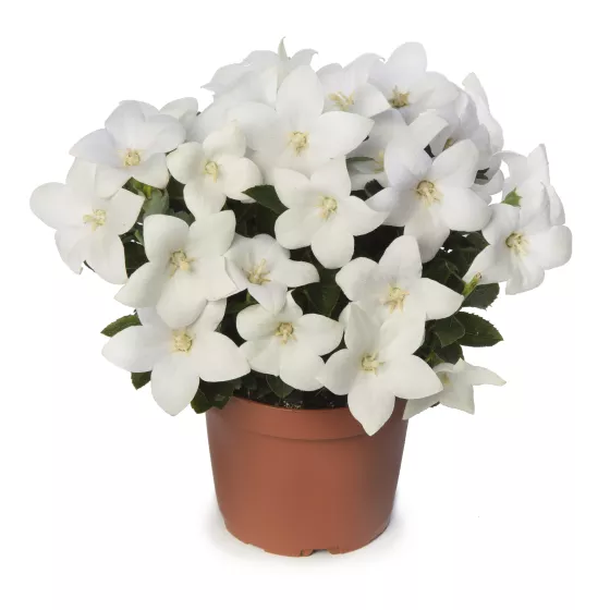 Twinkle™ White