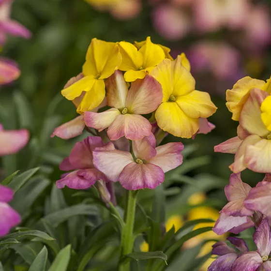 Erysistible™ Yellow Pink