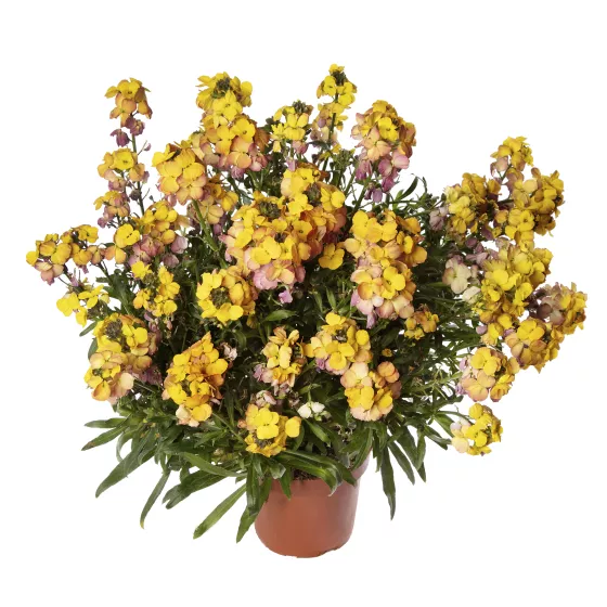Erysistible™ Yellow Pink