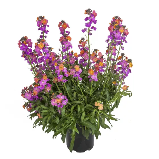 Erysistible™ Magenta