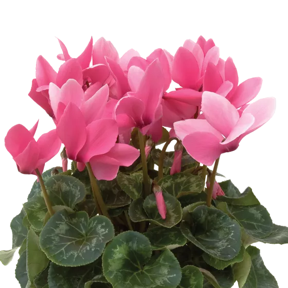 Sierra™ Synchro Rose