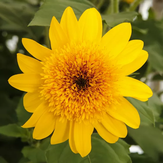 Sunfinity® Double Yellow
