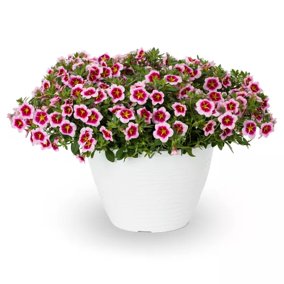 Callie® Strawberry Spark