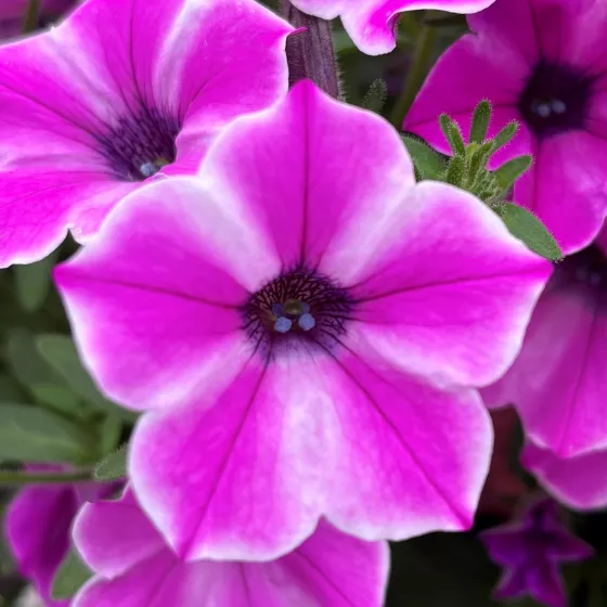 Dekko™ Pinwheel Purple | Syngenta Flowers