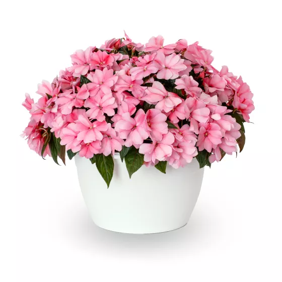 Spectra™ Pink Bicolor