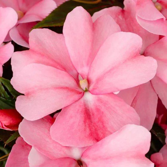 Spectra™ Pink Bicolor