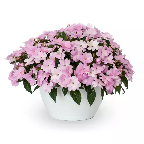 Spectra™ Lavender Shades
