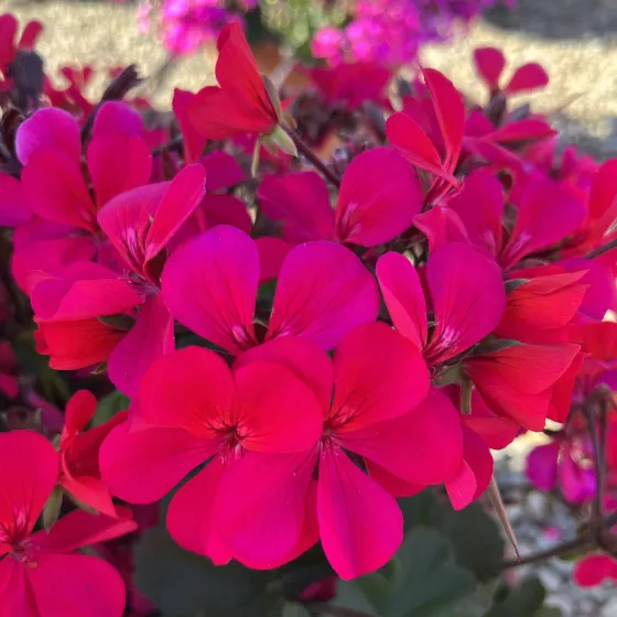 Caldera™ Hot Pink
