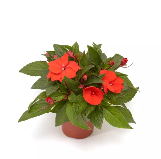 Florific® Orange
