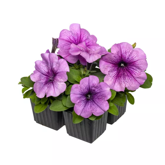 Damask™ Purple Veined