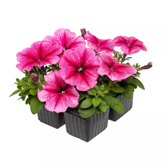 Damask™ Rose Veined