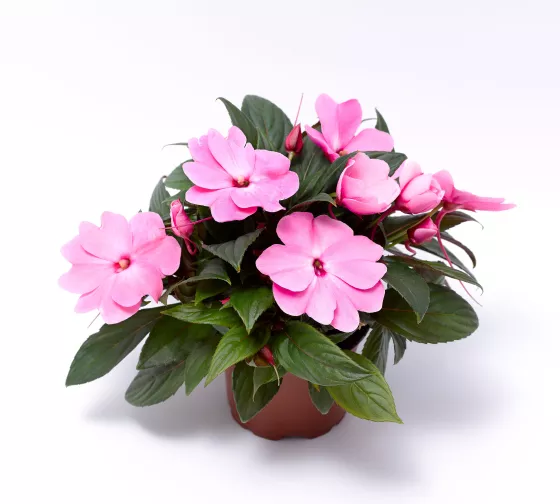 Florific® Pink
