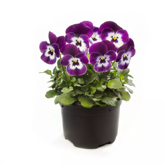 Penny™ Pro Violet Face