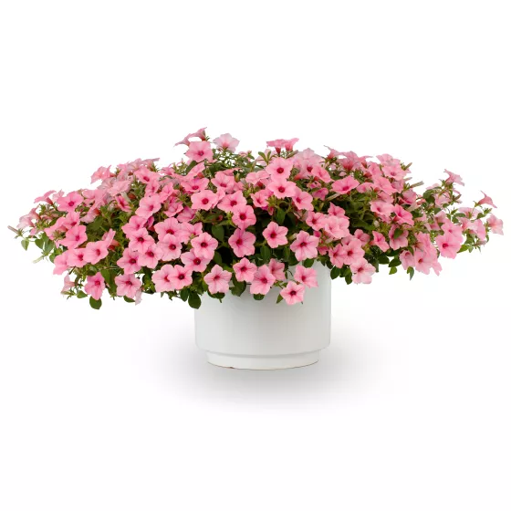 Dekko™ Maxx™ Pink
