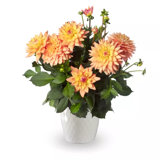 Miss Mandy™ | Syngenta Flowers