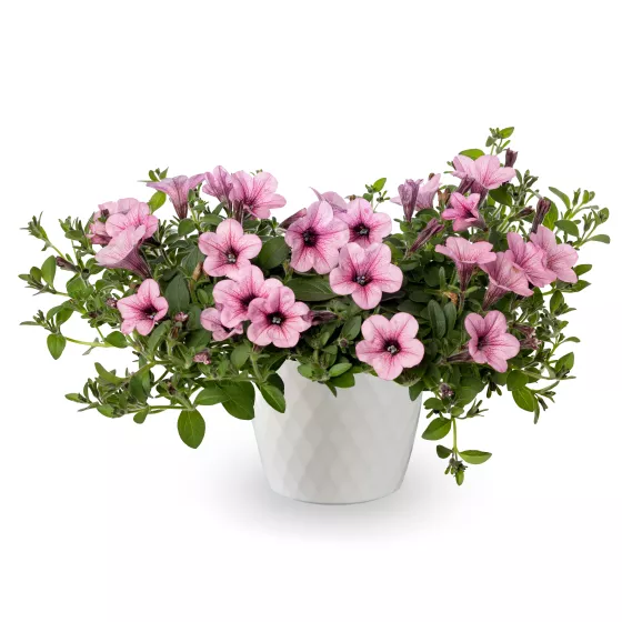 Dekko™ Rose Vein