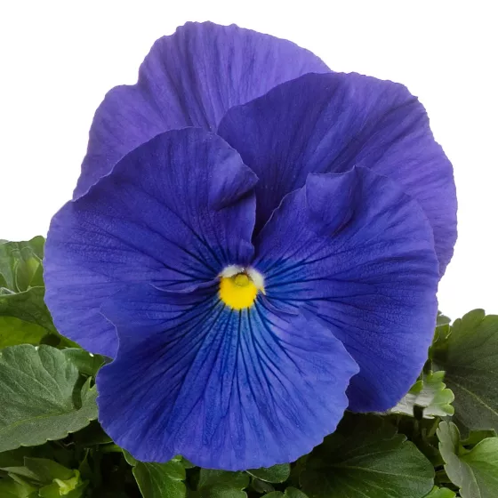 Colossus™ True Blue