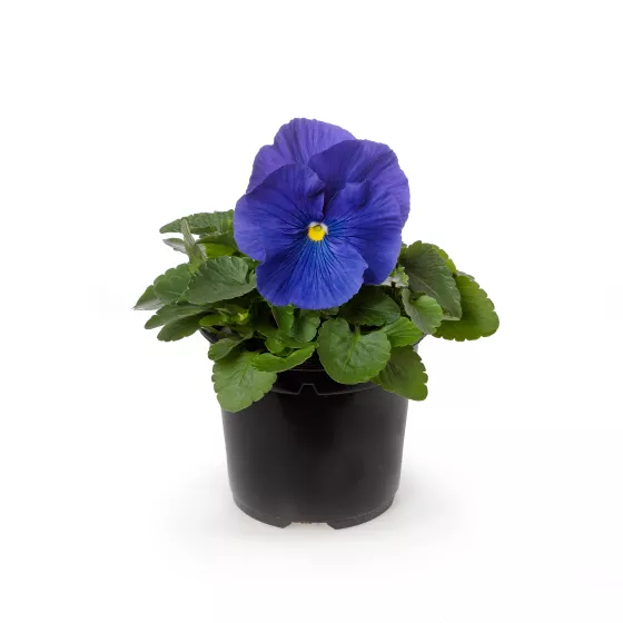 Colossus™ True Blue