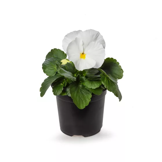 Colossus™ White