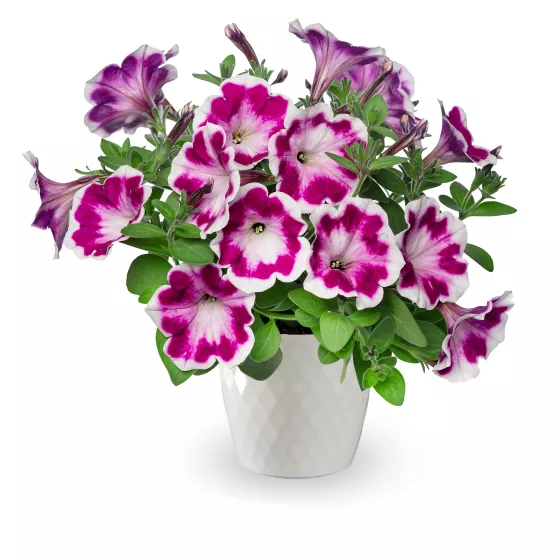 Painted Love™ Purple