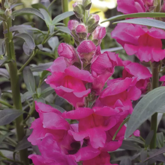 Liberty Classic™ Lavender | Syngenta Flowers