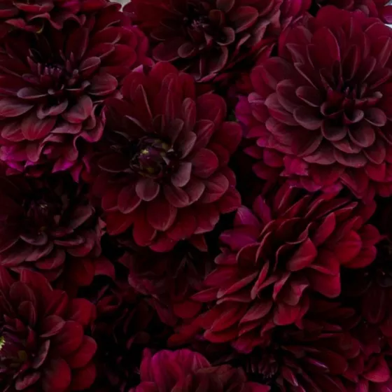 Karma Naomi Mahogany-Red