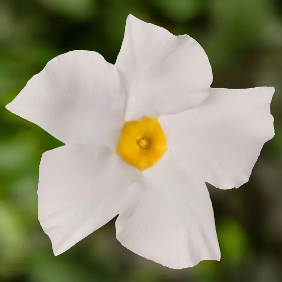 Madinia® White