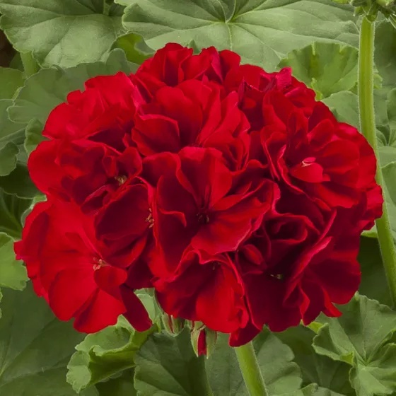 Calliope® Large Dark Red