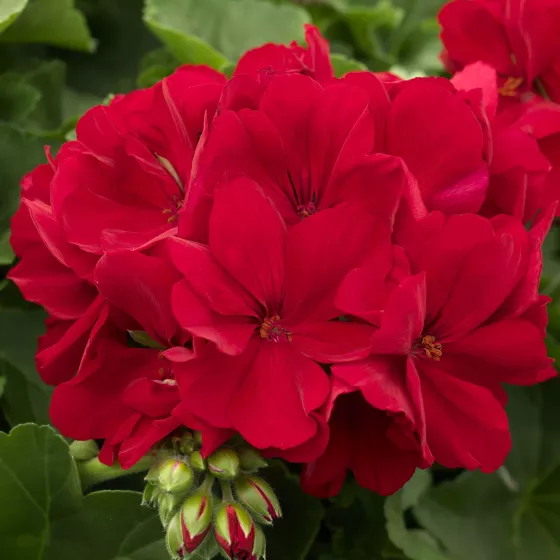 Calliope® Large Red