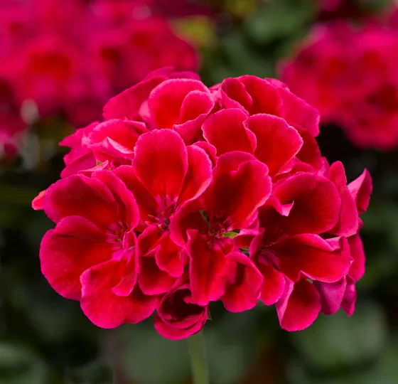 Calliope® Medium Crimson Flame