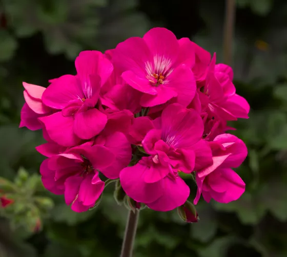 Calliope® Medium Dark Pink DL
