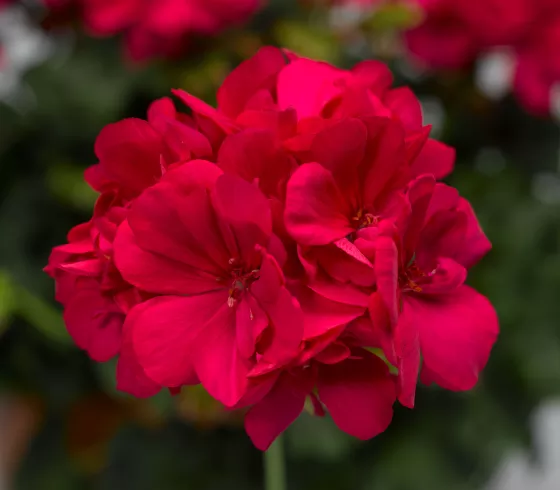 Calliope® Medium Hot Pink