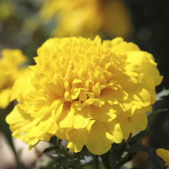 Cresta™ Yellow